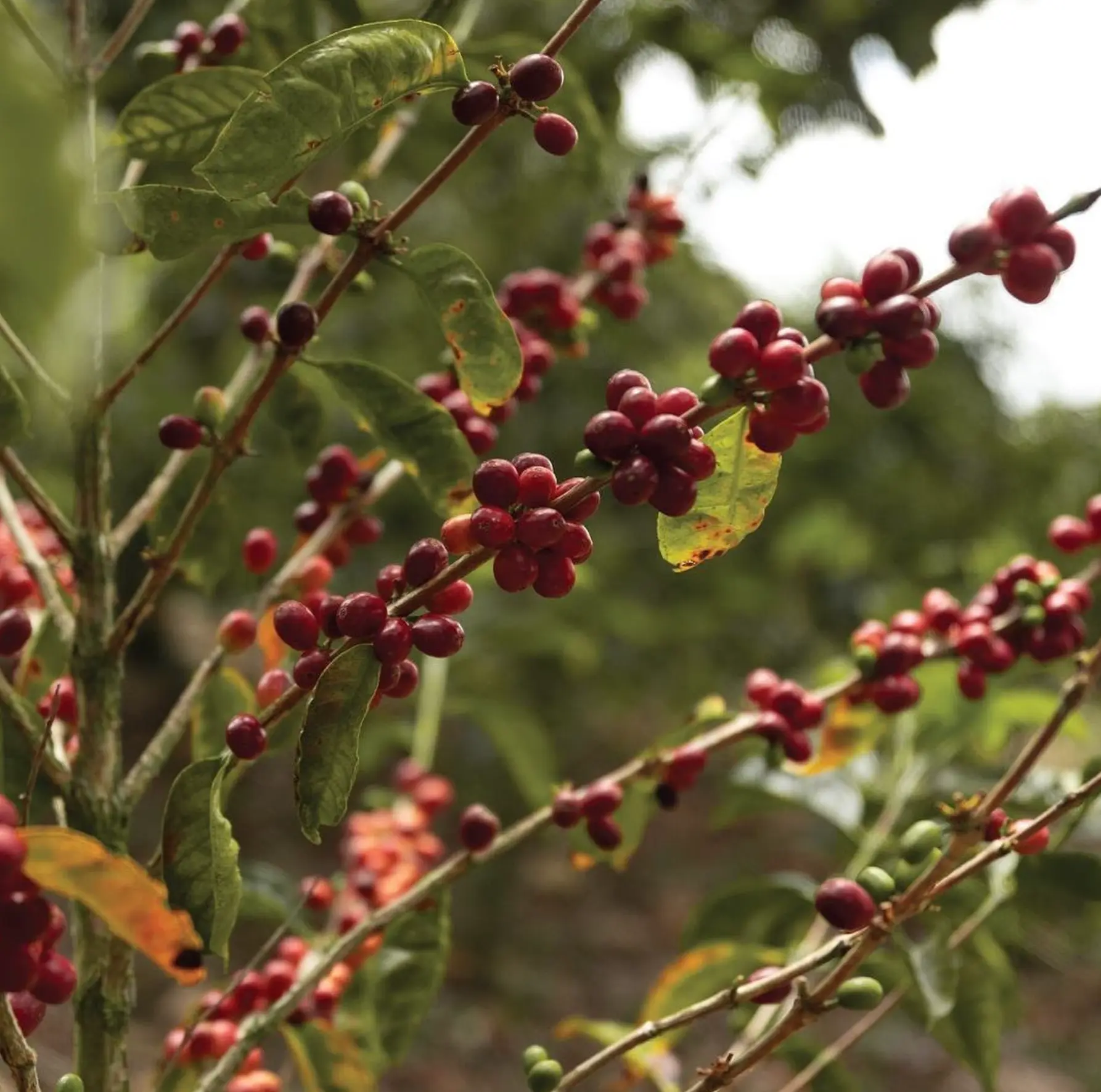 Cerezas maduras de café en Panamá